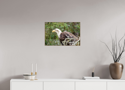 Majestic Watch – Bald Eagle on the Kenai Peninsula Nature Photography Print