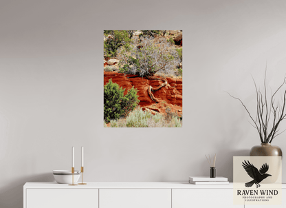 24 x 29.6″, Photo Print On Fuji Crystal DP II - unframed Resilient Roots Nature Photography Print