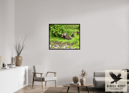 37.7 x 31″, Floater Frame - black oak frame - ready to hang Brown Bear Triplets Nature Photography Print