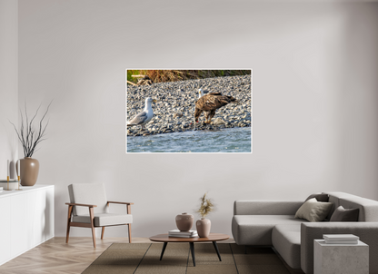 Mine? Mine? – Bald Eagle and Seagull Shoreline Standoff Nature Photography Print