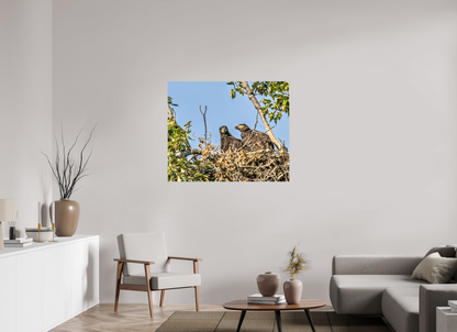Nestmates – Young Eagles in a Woodland Home – Nature Photography Print