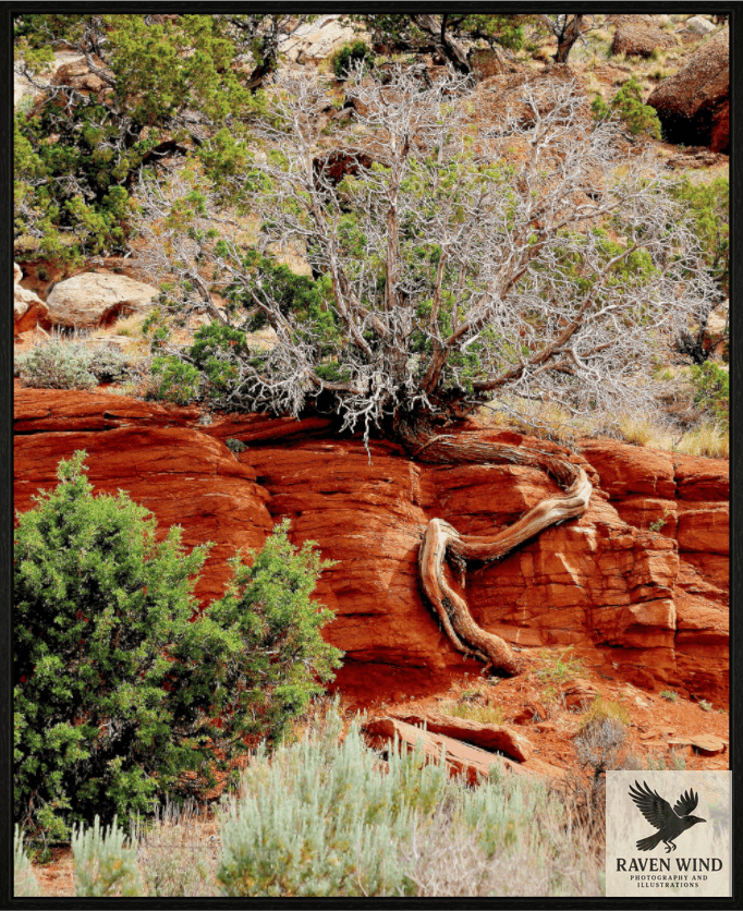 Nature photography print of a cedar tree with twisted roots on a rocky cliff face in a desert landscape