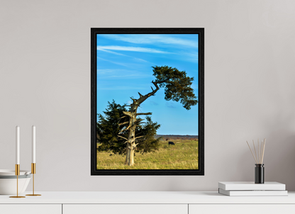 15 x 20″, Floater Frame with black oak frame - ready to hang Still Standing and Reaching for the Sky Nature Photography Print