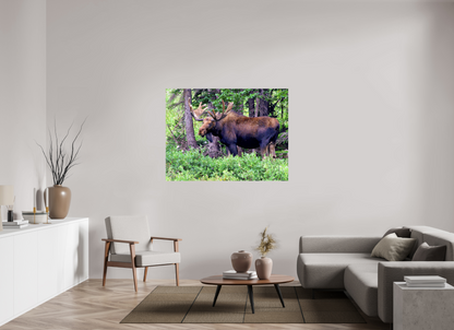 Watchful Moose - Fine Art Wildlife Print