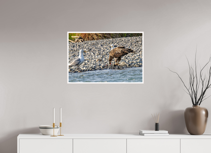 Mine? Mine? – Bald Eagle and Seagull Shoreline Standoff Nature Photography Print