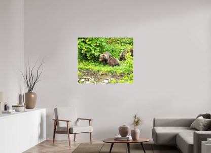 Brown Bear Triplets