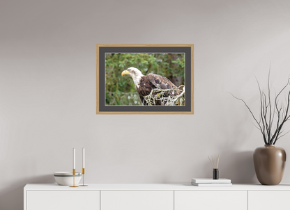 Majestic Watch – Bald Eagle on the Kenai Peninsula Nature Photography Print