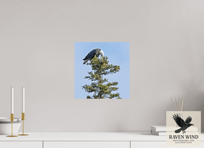 12 x 12.3″, ChromaLuxe HD Metal Print - ready to hang Silent Sentinel - Bald Eagle in Alaska's Pines Nature Photography Print