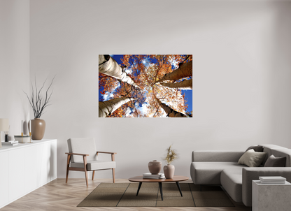 Reaching for the Sky – Where Aspens Whisper to the Clouds Nature Photography Print