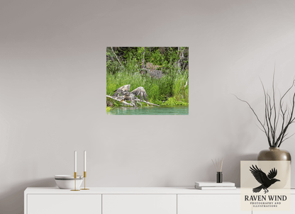 24.2 x 20″, Fine Art Print on Pearl Texture - unframed (email for frame options) Skimming the Wild - Eagle Over the Kasilof River Nature Photography Print