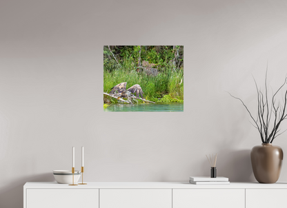 Skimming the Wild – Juvenile Bald Eagle Over the Kasilof River, Nature Photography Print