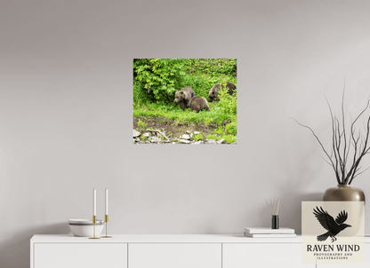 24.3 x 20″, Fine Art Print on Pearl Texture - unframed (email for frame options) Brown Bear Triplets Nature Photography Print