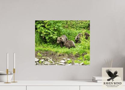 19.4 x 16″, ChromaLuxe HD Metal Print - ready to hang Brown Bear Triplets Nature Photography Print