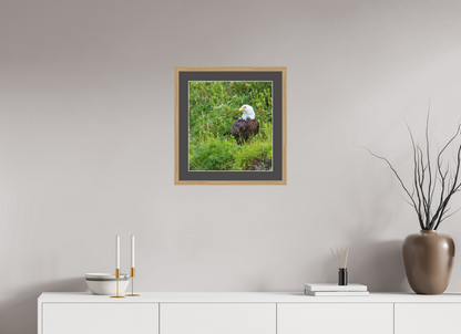 Grounded Majesty – Bald Eagle in Alaska’s Wilderness Nature Photography Print