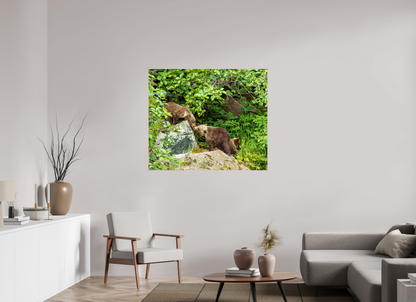 'Kissing" Bear Cubs