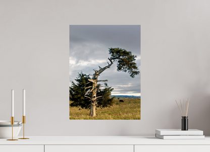 15 x 20″, Fine Art Print on Pearl Texture - unframed (email for framing options) The Cedar That Weathered It All Nature Photography Print