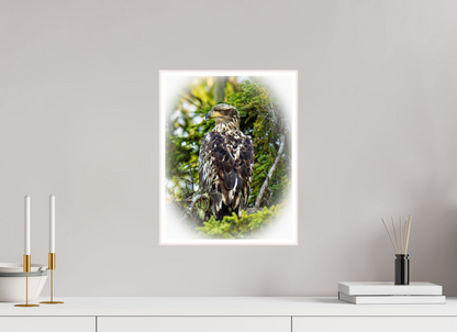 Forest Watch – Young Eagle Among the Pines Nature Photography Print