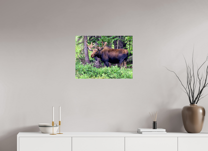 Watchful Moose - Fine Art Wildlife Print