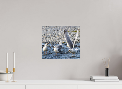 Wings in Motion – Seagulls on the Kasilof River, Alaska Nature Photography Print