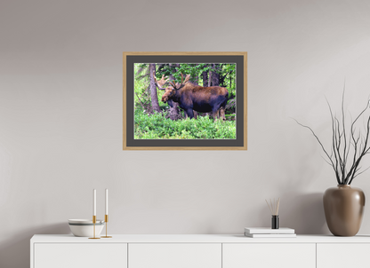 Watchful Moose - Fine Art Wildlife Print