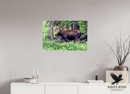 30 x 20″, Fine Art Print on Photo Rag Baryta - unframed (email for framing options) Watchful Moose Nature Photography Print