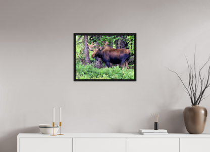 Watchful Moose - Fine Art Wildlife Print