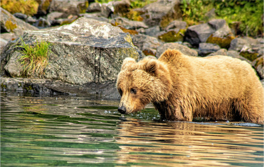 Nature Photography Print of a brown bear standing in water near rocks and grass