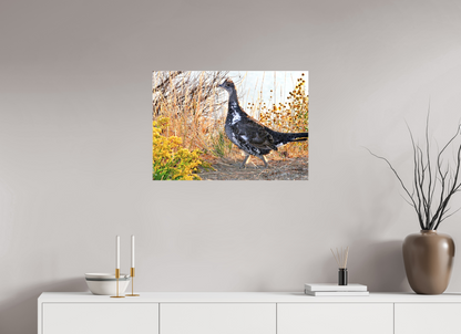 Grounded Grace – Fine Art Print of a Wild Grouse