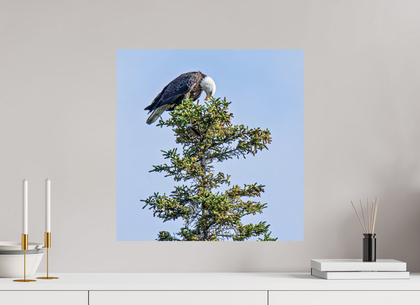 Silent Sentinel – Bald Eagle in Alaska’s Pines Nature Photography Print