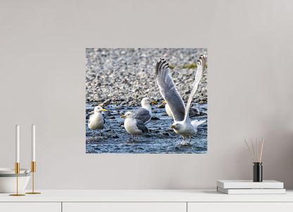 Wings in Motion – Seagulls on the Kasilof River, Alaska Nature Photography Print