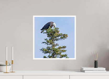 Silent Sentinel – Bald Eagle in Alaska’s Pines Nature Photography Print