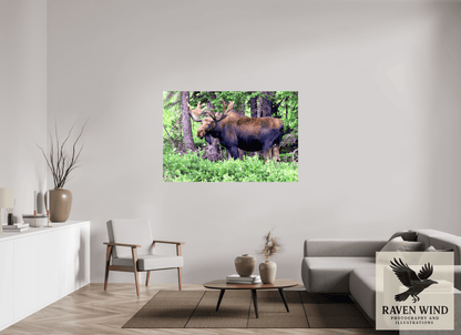 60 x 40″, Print on Canvas - ready to hang or set on a shelf Watchful Moose Nature Photography Print