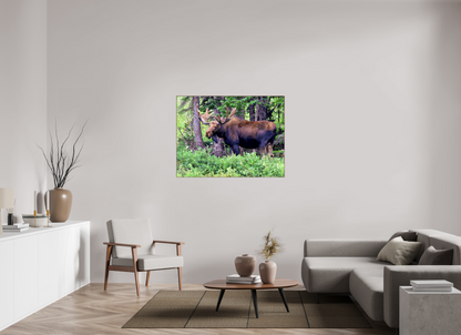 Watchful Moose - Fine Art Wildlife Print
