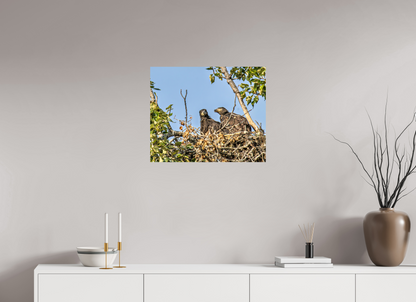 Nestmates – Young Eagles in a Woodland Home – Nature Photography Print