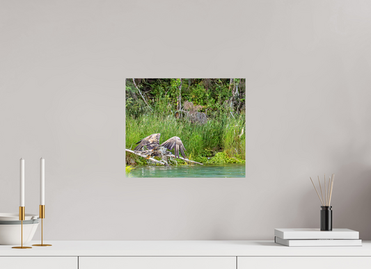 Skimming the Wild – Juvenile Bald Eagle Over the Kasilof River, Nature Photography Print