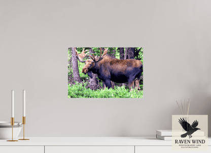 15 x 10″, Print on Canvas - ready to hang or set on a shelf Watchful Moose Nature Photography Print