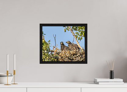 Nestmates – Young Eagles in a Woodland Home – Nature Photography Print