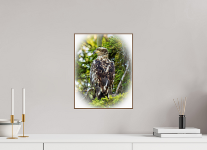 Forest Watch – Young Eagle Among the Pines Nature Photography Print
