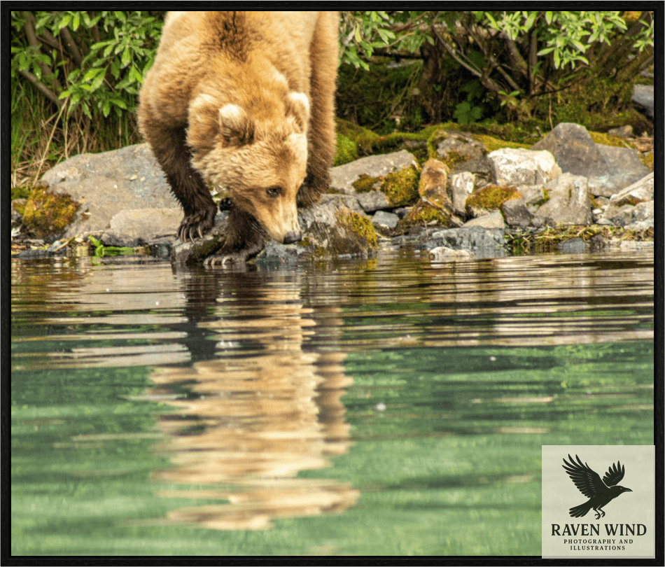 Nature Photography Print of a brown bear drinking water from a pond with a natural background