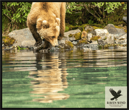 Nature Photography Print of a brown bear drinking water from a pond with a natural background