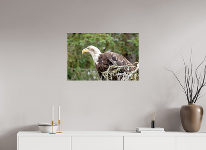 Majestic Watch – Bald Eagle on the Kenai Peninsula Nature Photography Print