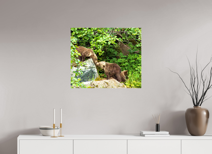 'Kissing" Bear Cubs