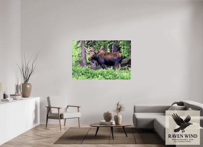 60 x 40″, ChromaLuxe HD Metal Print -ready to hang Watchful Moose Nature Photography Print