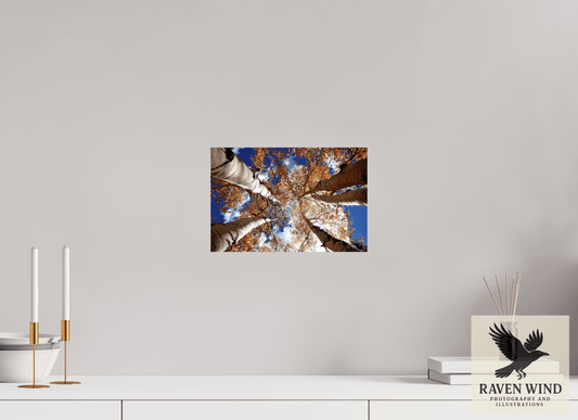 12 x 8″, ChromaLuxe HD Metal Print - ready to hang Reaching for the Sky - Aspens in the Fall Nature Photography Print