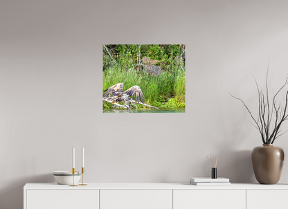 Skimming the Wild – Juvenile Bald Eagle Over the Kasilof River, Nature Photography Print