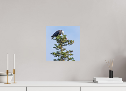 Silent Sentinel – Bald Eagle in Alaska’s Pines Nature Photography Print
