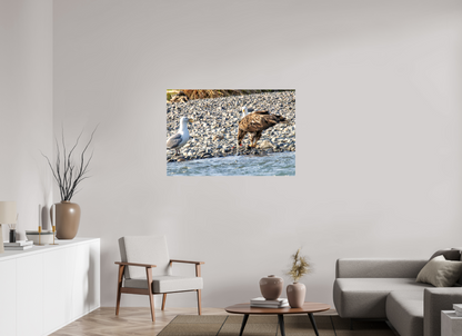 Mine? Mine? – Bald Eagle and Seagull Shoreline Standoff Nature Photography Print