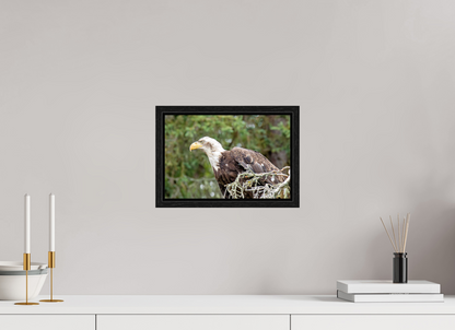 Majestic Watch – Bald Eagle on the Kenai Peninsula Nature Photography Print