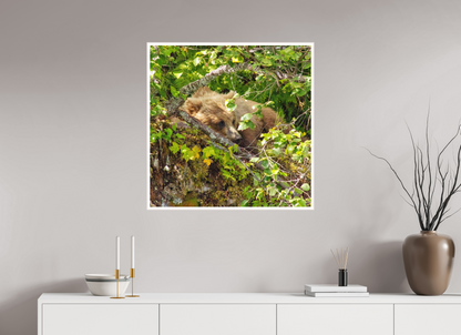 Hide and Peek Nature Photography Print