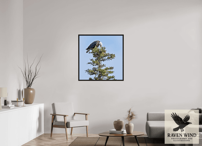 35 x 35.8″, Floater Frame - black oak frame - ready to hang Silent Sentinel - Bald Eagle in Alaska's Pines Nature Photography Print